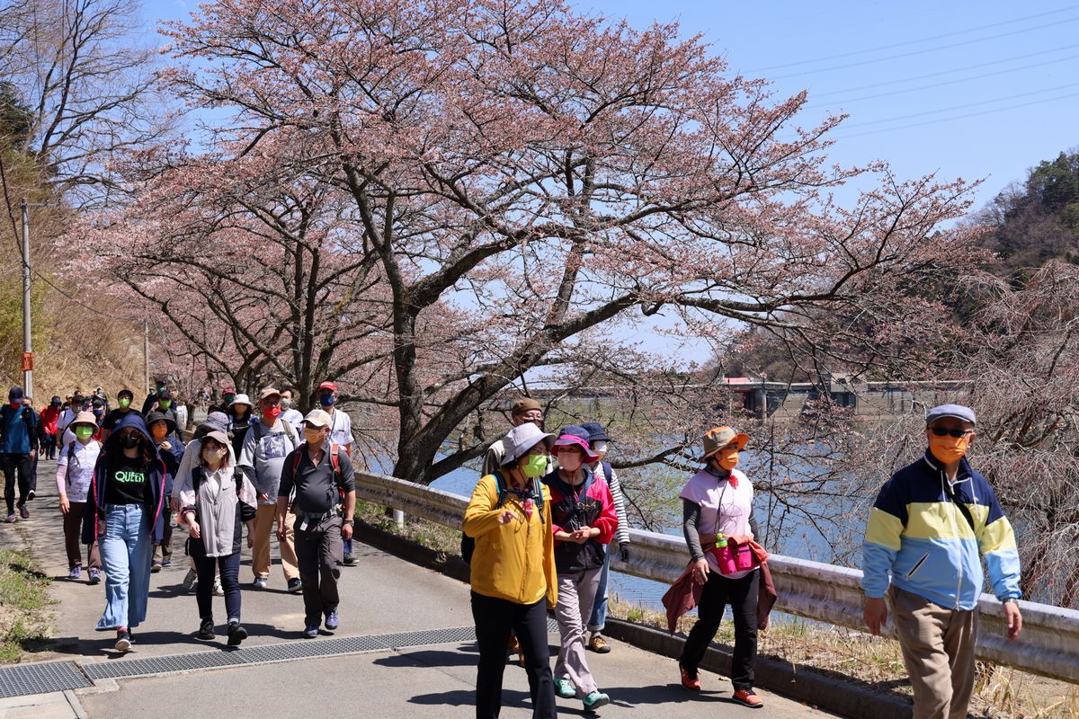 当日は暖かな日差しに恵まれ、ダム周辺で桜が咲き始めており、参加者は沿道の桜を満喫しながら歩きました。