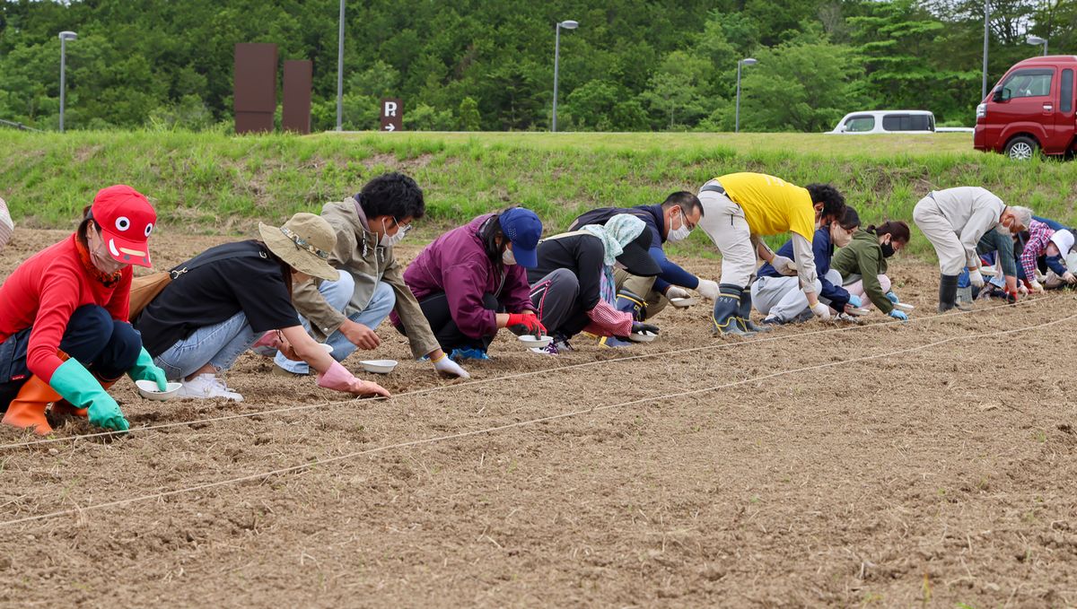 一列に並びヒマワリの種をまく参加者