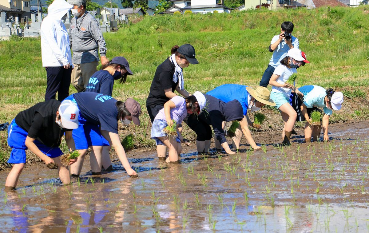 水田に入って苗を植える児童生徒