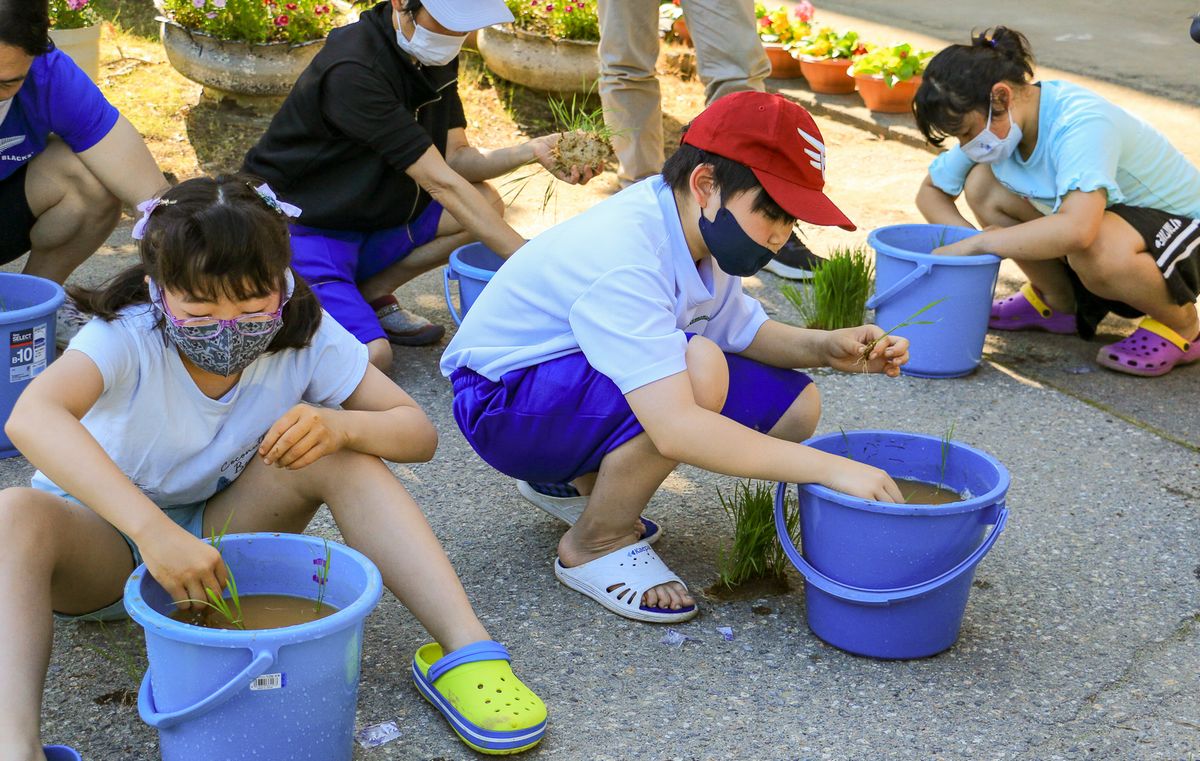 バケツに苗を植える児童生徒