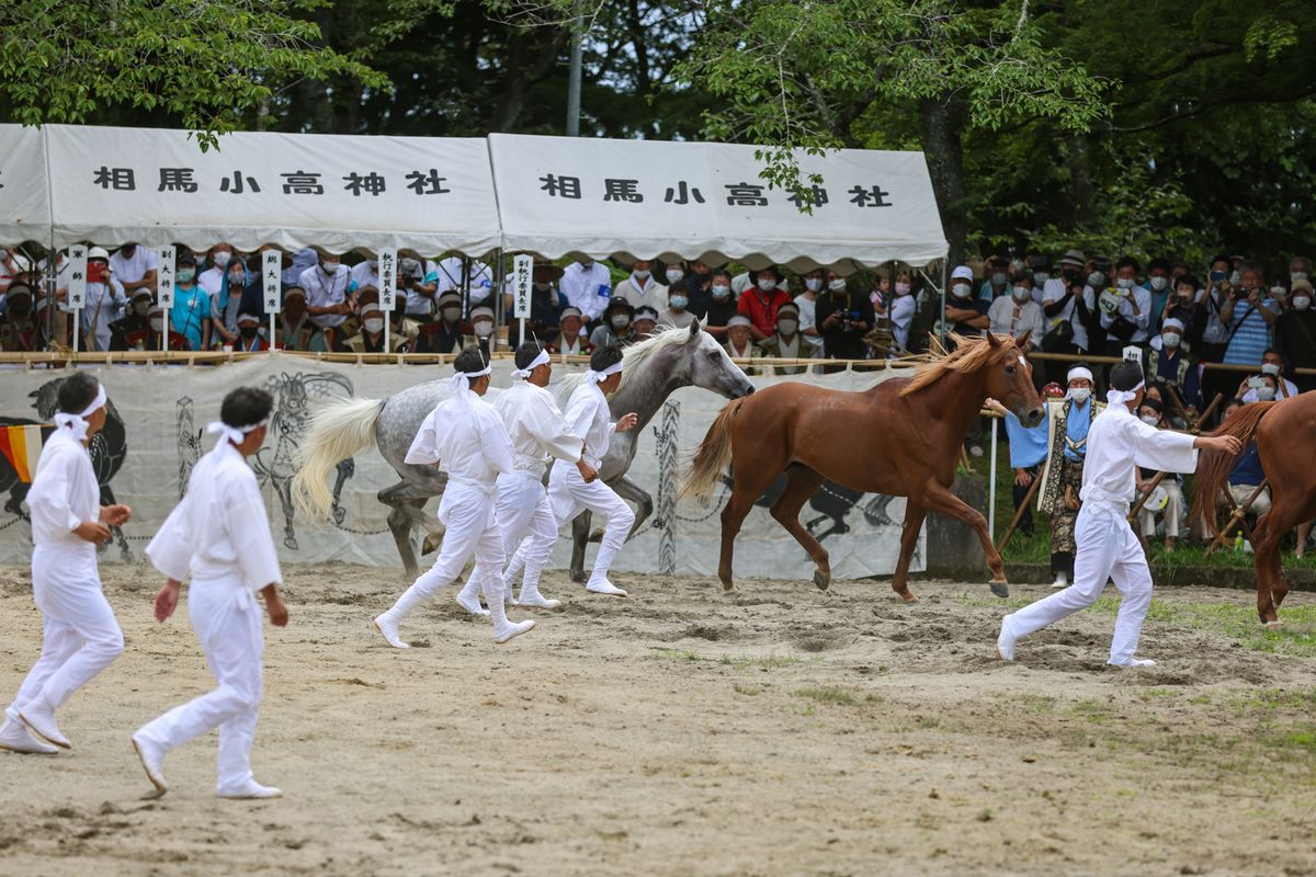 野馬懸けとは白鉢巻に白装束をつけた御小人（おこびと）が、多くの馬の中から気の荒い馬を素手で捕らえ神前に奉納する行事。副執行委員長の島副町長が野馬の追い込みを見守りました。