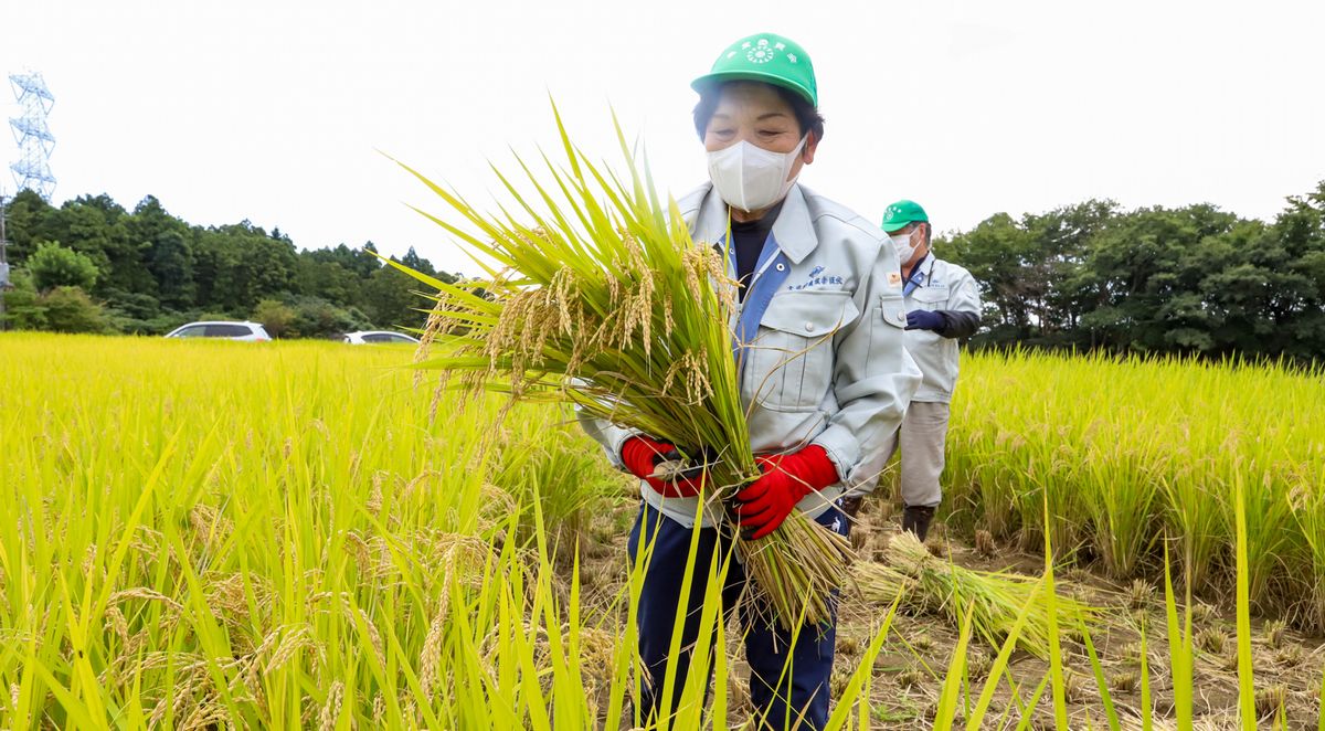 試験栽培された天のつぶを収穫する根本会長