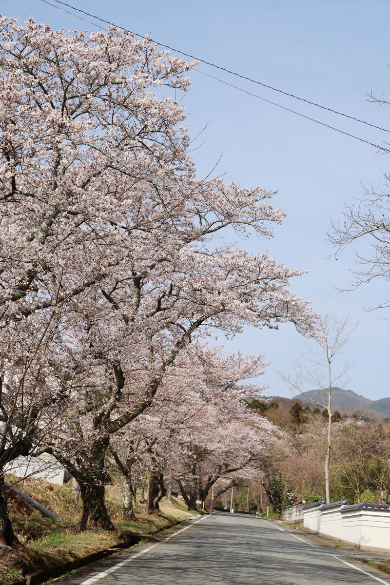 県道35号線から坂下ダムに向かう道沿いの桜並木