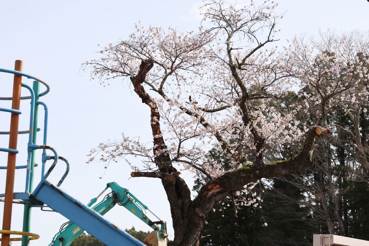 解体された大野幼稚園の敷地に残る桜