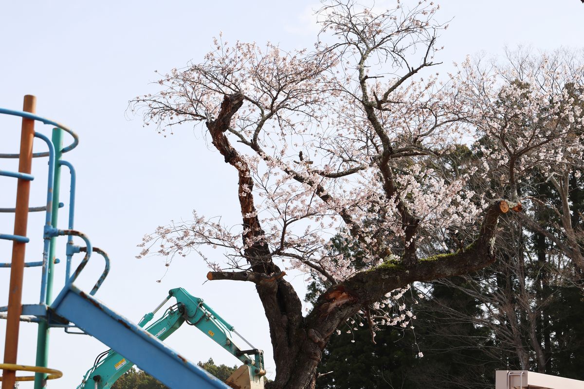 解体された大野幼稚園の敷地に残る桜