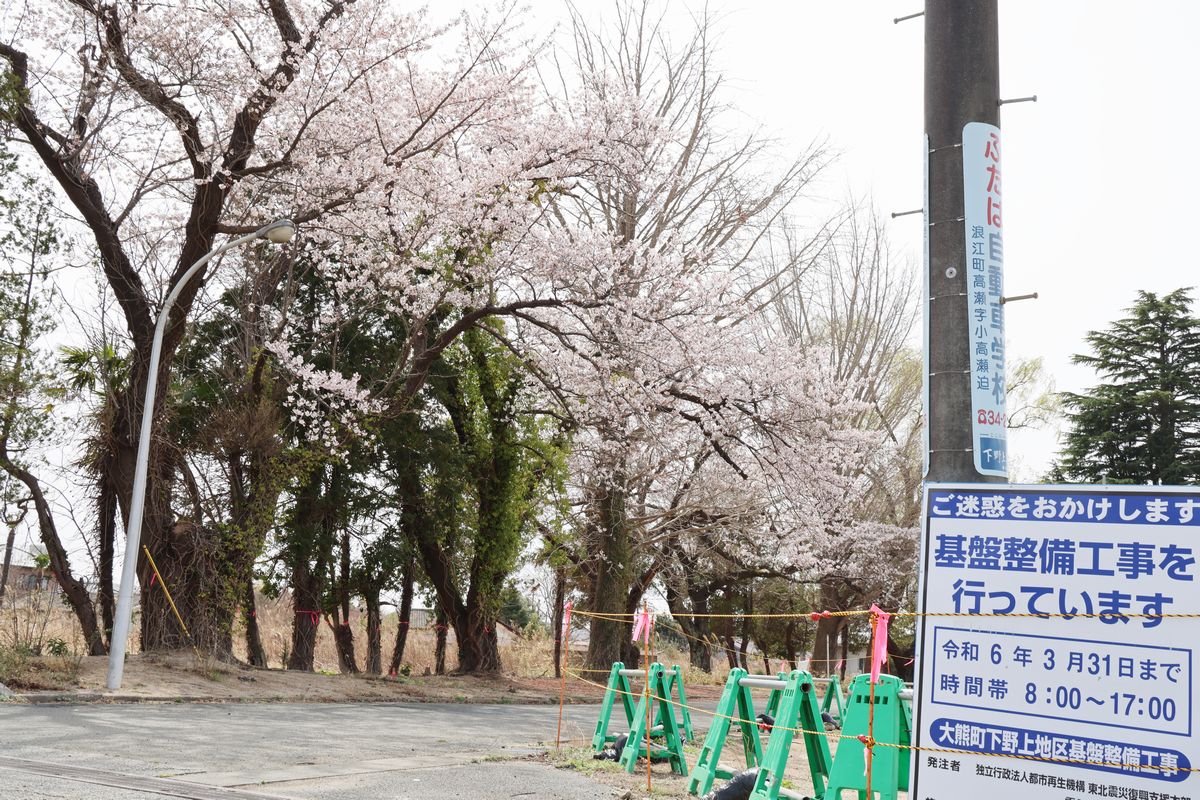 大野南住宅エリア横の桜