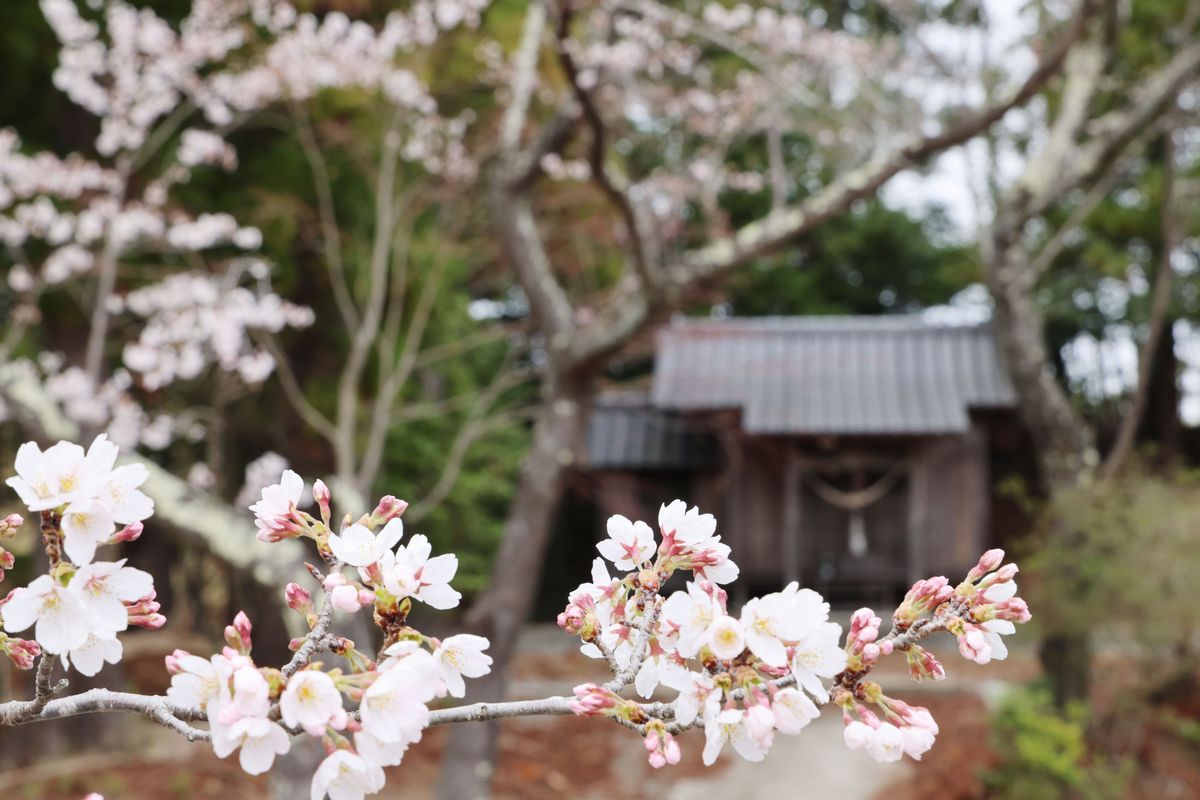 大和久妙見神社境内の桜
