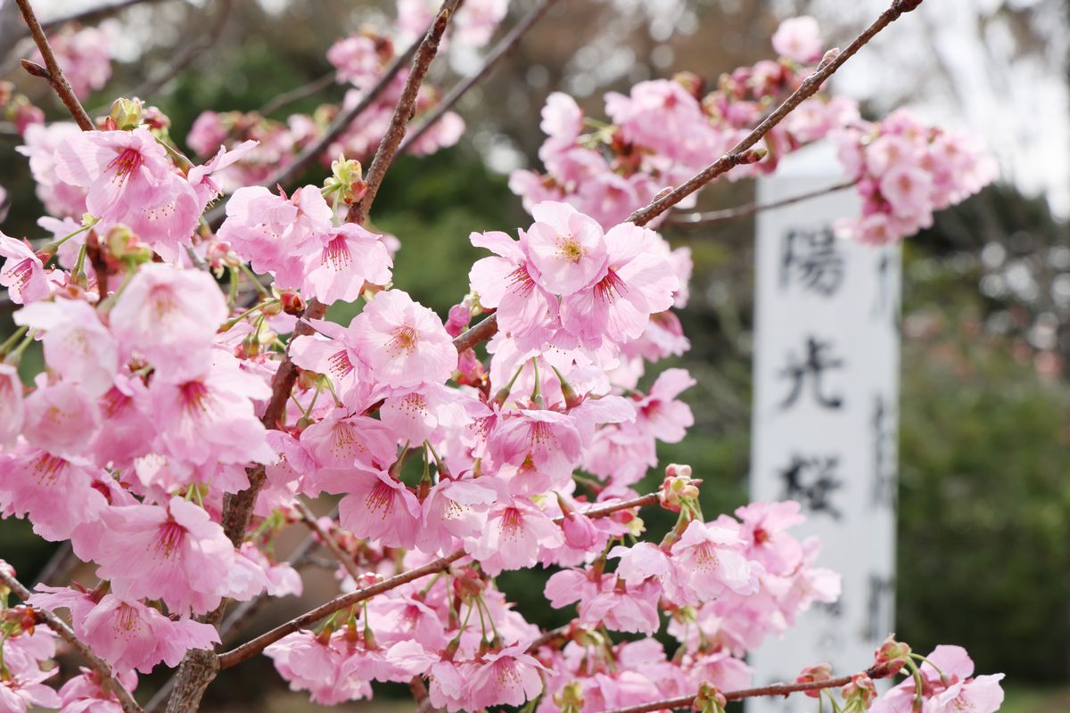 旧町役場前庭に咲く色鮮やかな陽光桜