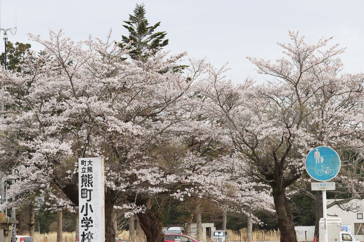 三角屋交差点の桜