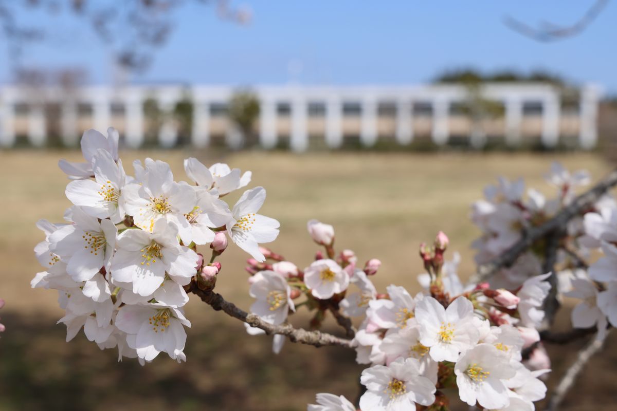 大熊インキュベーションセンターグラウンドの桜(1)