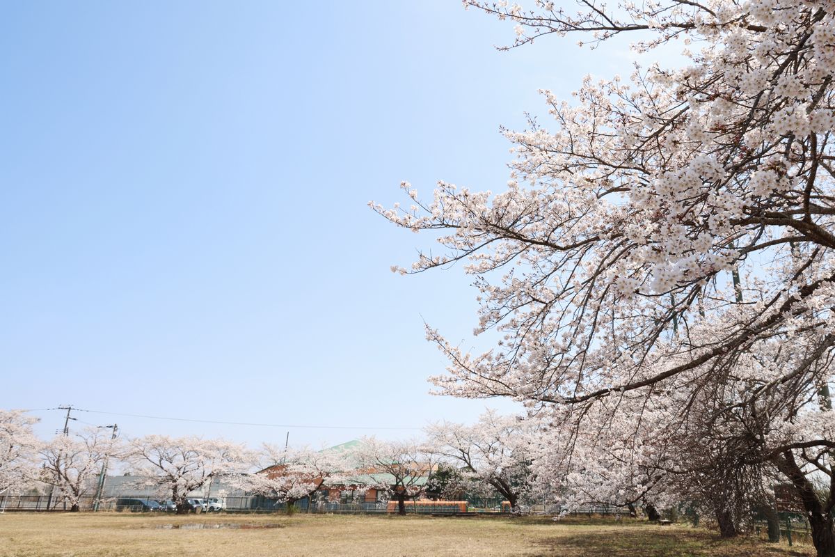 大熊インキュベーションセンターグラウンドの桜(2)