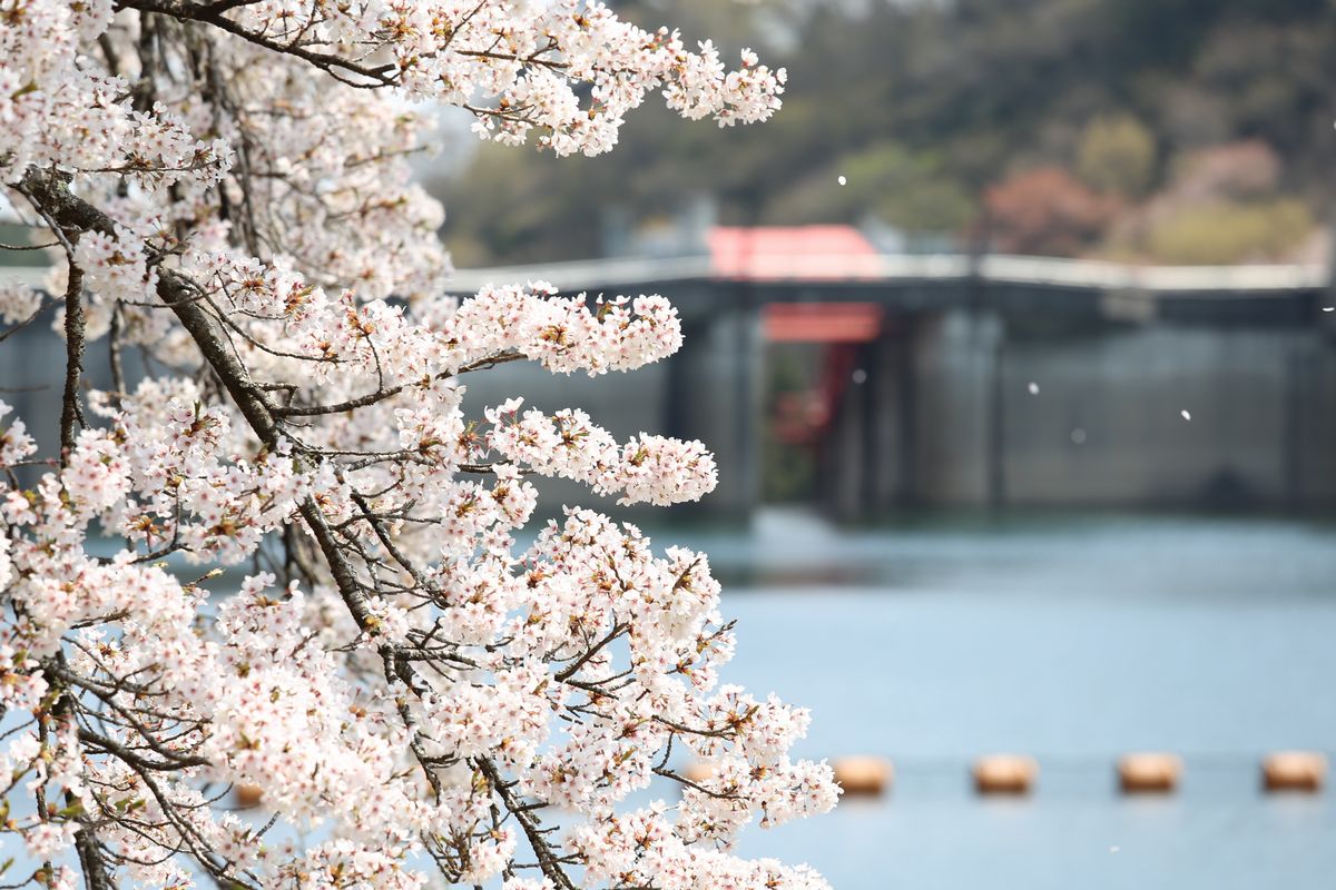 湖面に花びらを落とし始めた坂下ダムの桜