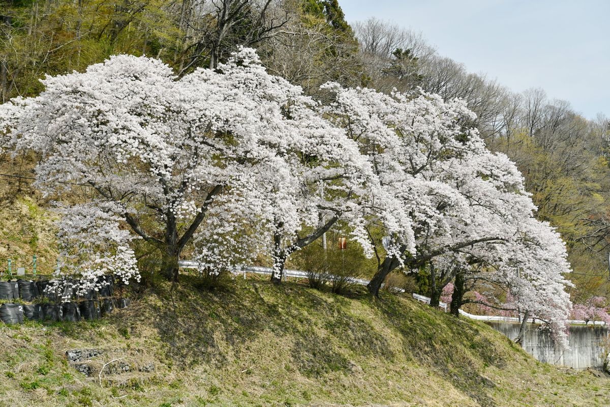 坂下ダム湖畔の桜