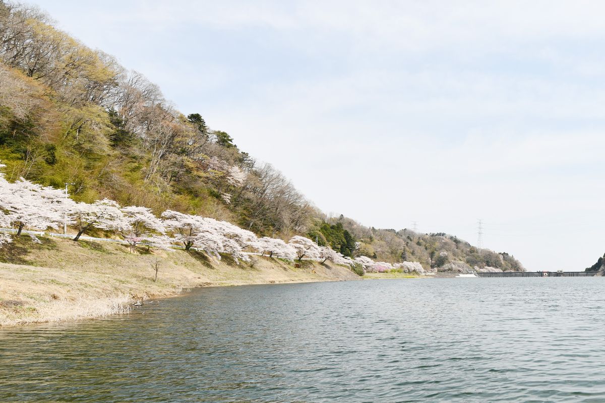 坂下ダムを彩る桜並木