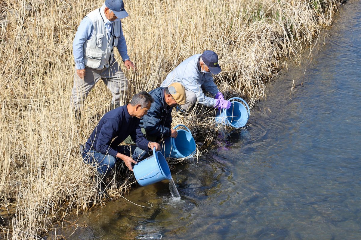 サケの稚魚を放流する組合員