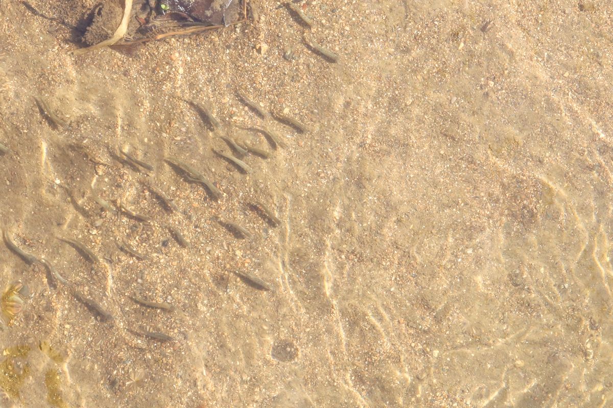 群れになって泳ぐサケの稚魚