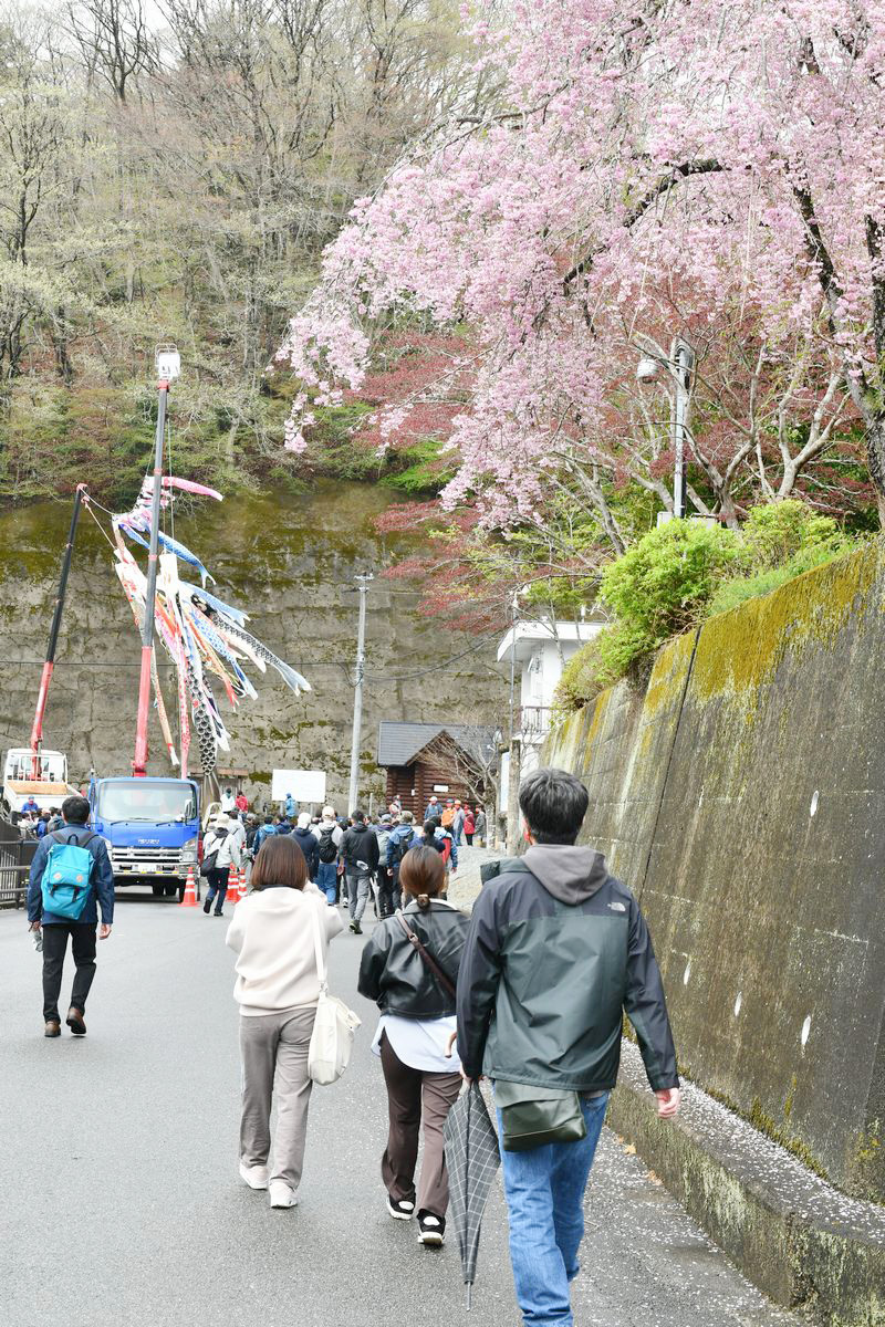 ダムに到着すると、たくさんの鯉のぼりが参加者を出迎えてくれました。