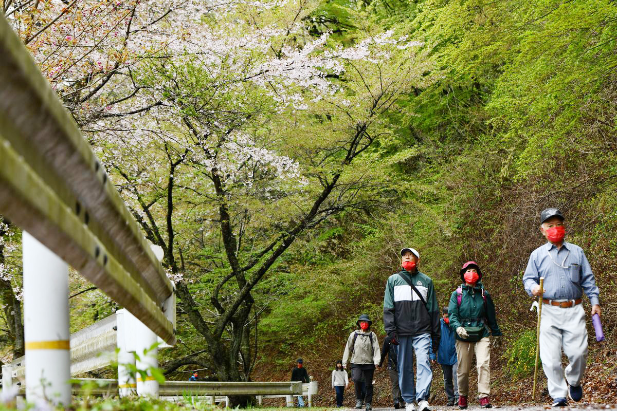 葉桜となった桜を見上げる参加者。