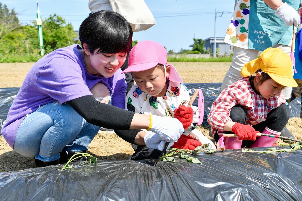 サツマイモの苗植えに挑む園児らは、手助けを受けながら長い棒状の道具をシートに差し込み穴を開けると苗を埋め込みました。