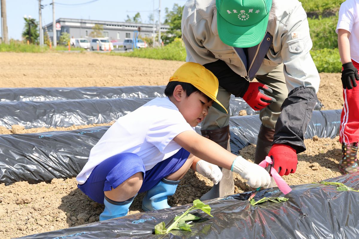 児童は町農業委員に植え方を教わりながら、長い棒状の道具を使ってサツマイモの苗を植えました。4月に町内で同校が再開されてから子どもたちが町民と一緒に活動するのは初めてです。