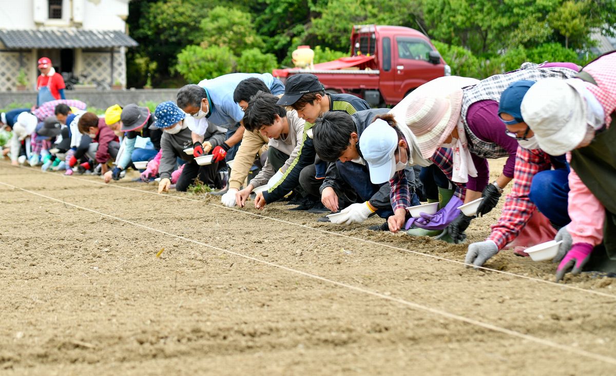 ヒマワリの種を手植えしていく参加者