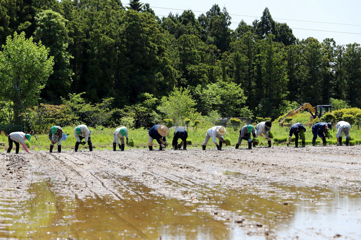 田植え前の田んぼは水が張られ代掻きを終えた状態で、参加した町職員や町農業委員らは横一列に並び手に持った苗床を千切りながら植えていきます。