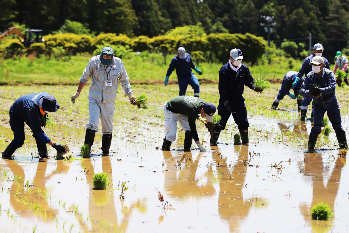 特定復興再生拠点区域内では、下野上清水、熊錦台、旭台で1年ずつ水稲が栽培されており、旭台での栽培は昨年に 続いて2回目。当日は天候にも恵まれ、青空の下、参加者がコシヒカリの苗を水田に手植えしました。