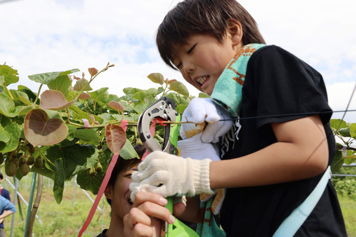 イベントには町内の子どもや県内外から30人以上が集まり、参加者は協力しながら作業を行い交流を深めました。写真はキウイの伸びたつるを棚に這わせて生長していくようホチキスのような専用の道具を使って誘引する様子。