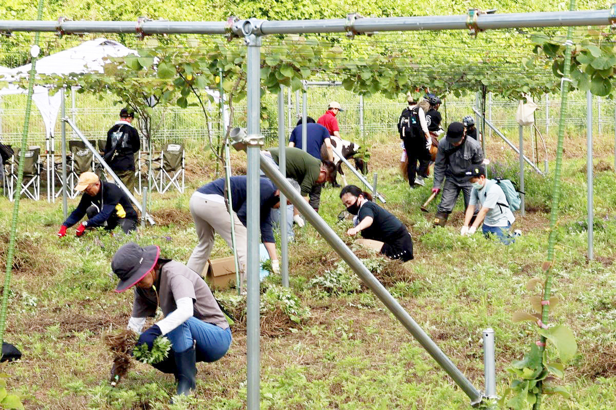 第一圃場のキウイ棚の下では、鎌を手に持ち草刈りする人、伸びてきた枝の剪定や誘引する人などさまざまな作業が行われました。