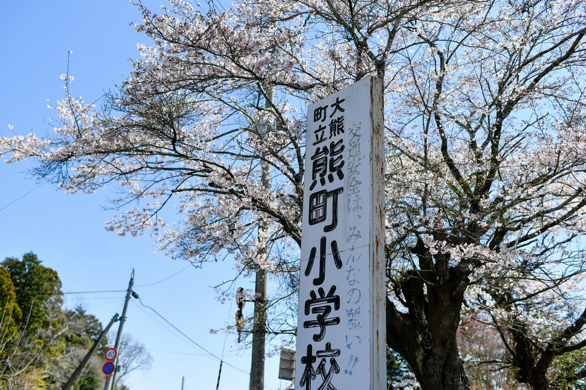 三角屋交差点（東側）の桜