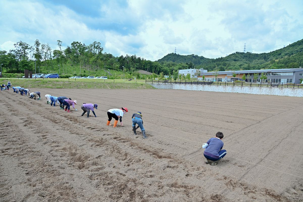 役場東の農地でヒマワリの種をまく参加者ら