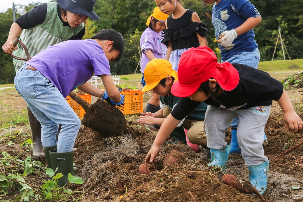 サツマイモを掘り起こす園児・児童たち