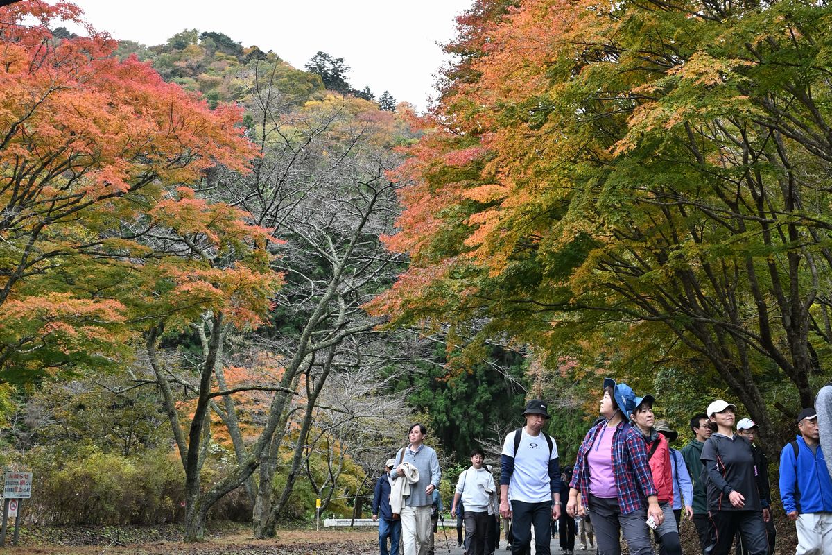 ダム湖の周りを歩きながら、紅葉の景色を楽しむ参加者の皆さん