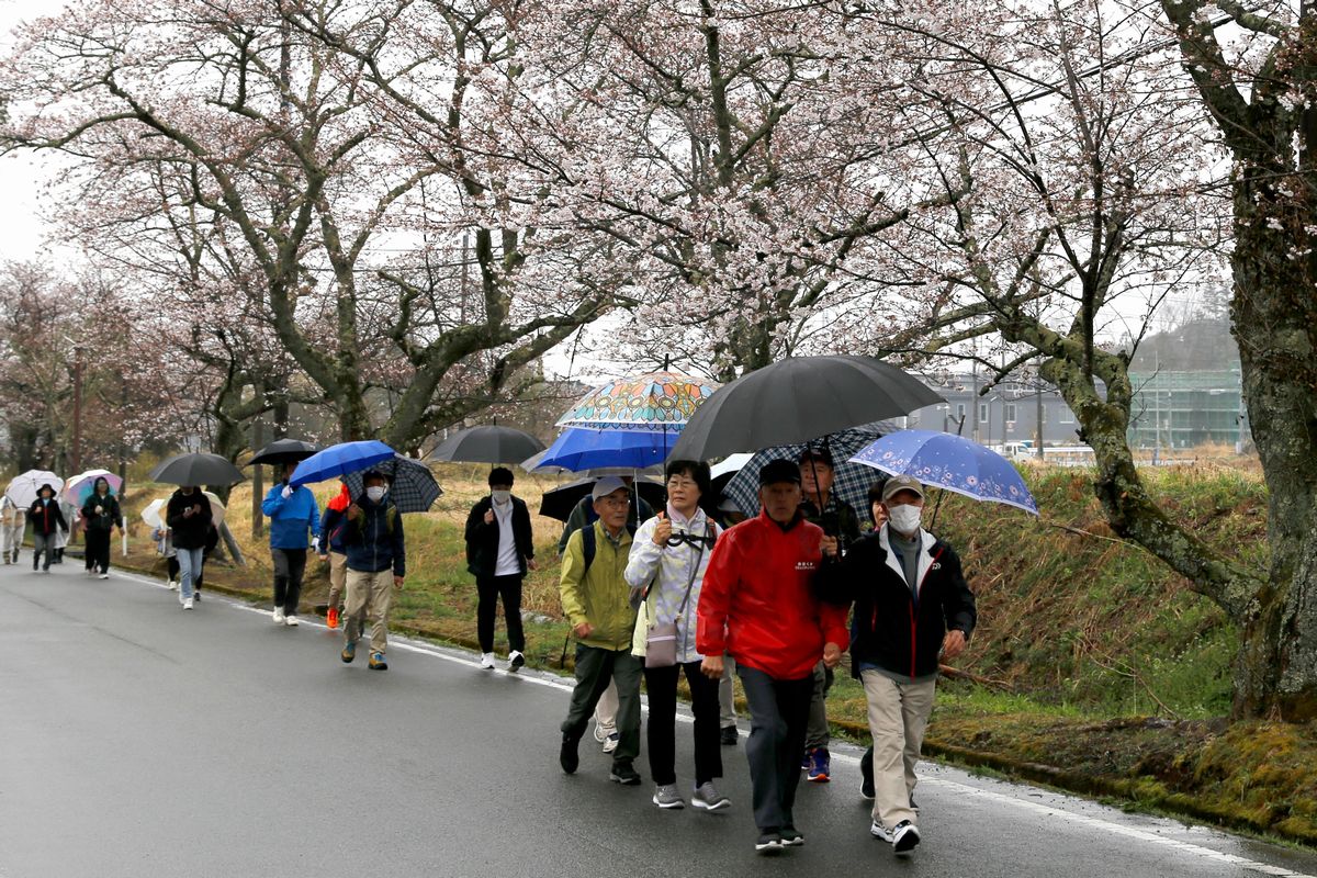 参加者は桜を眺めながら、町交流施設linkる大熊から坂下ダムまでの景色を堪能しました。