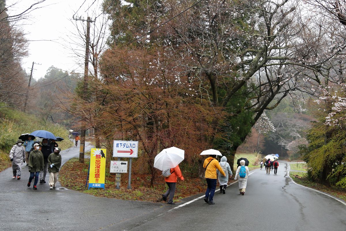 参加者はおしゃべりを楽しんだり、桜を眺めたりしながら、各自のペースで坂下ダムまで歩きました。