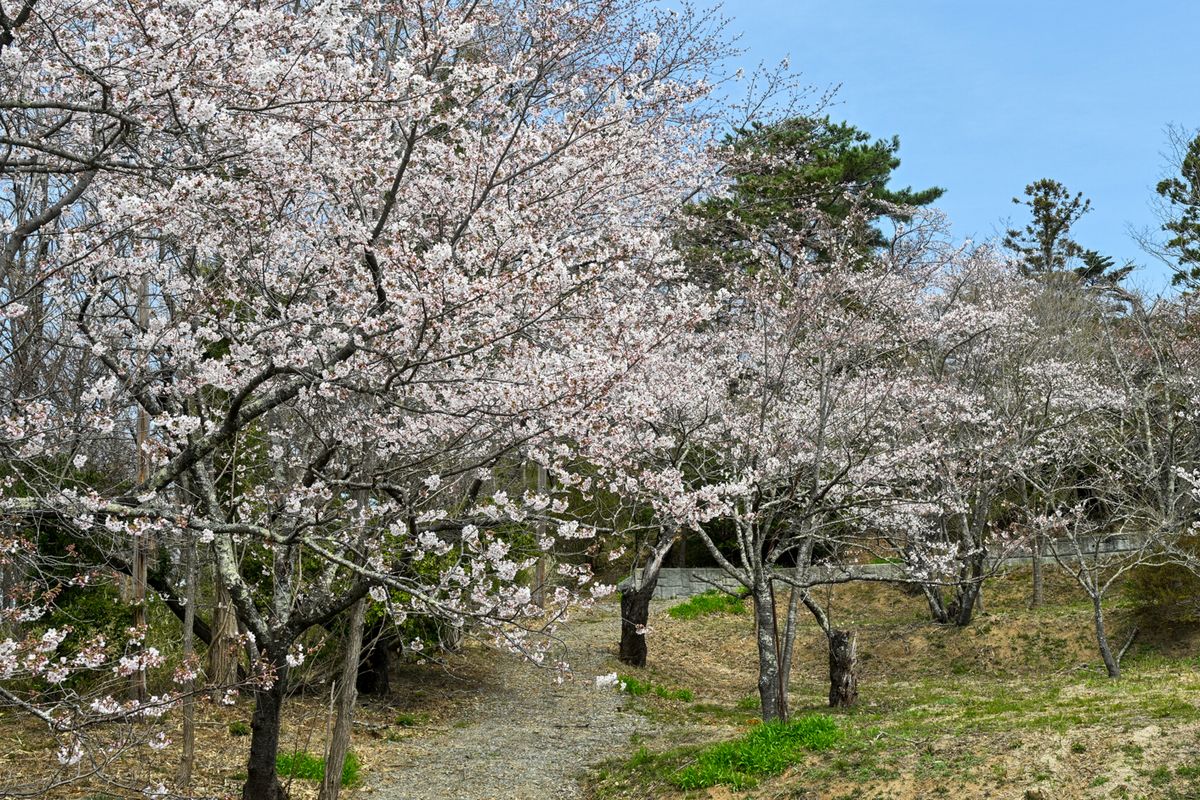 整備が完了した大野公園の桜