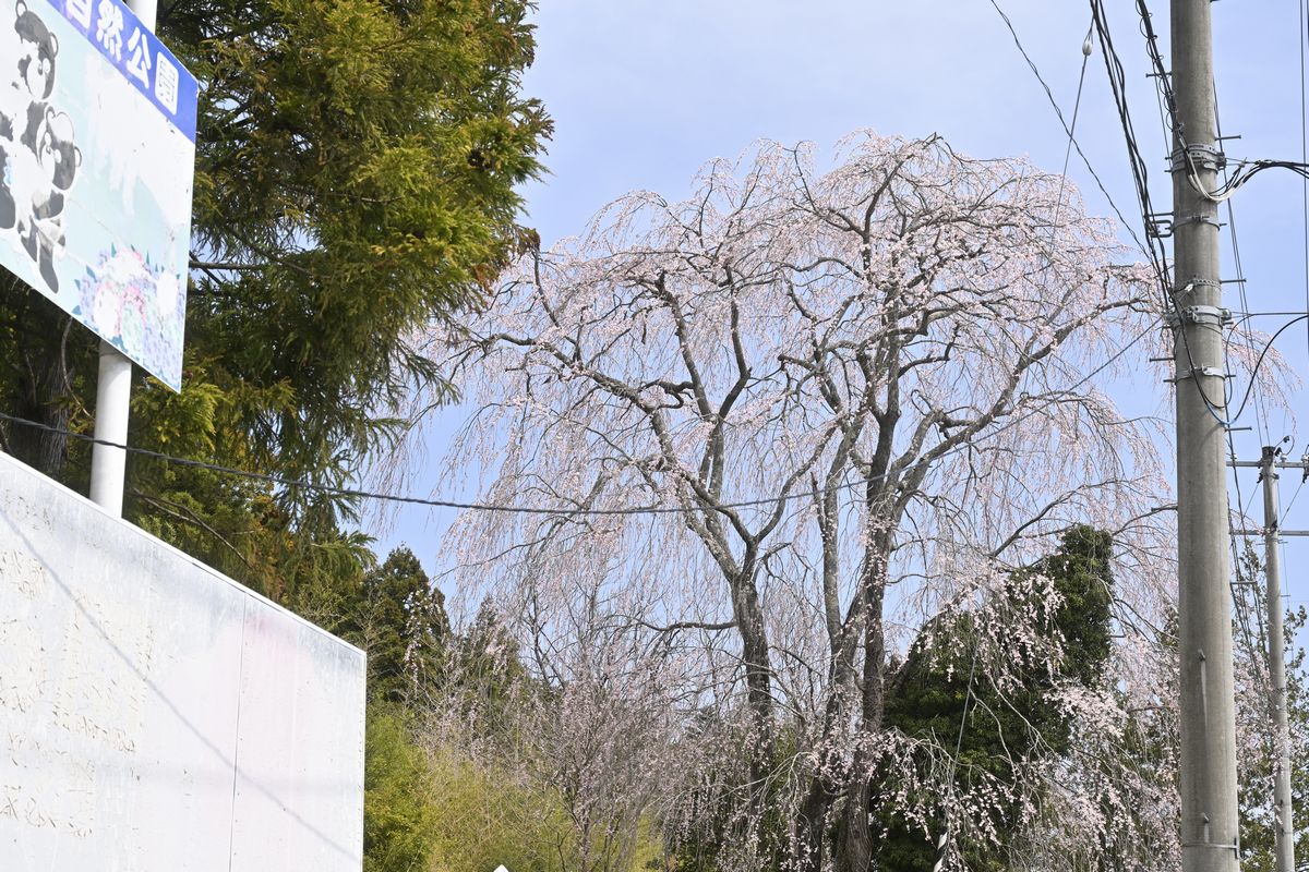 国道288号丁字路から見える桜