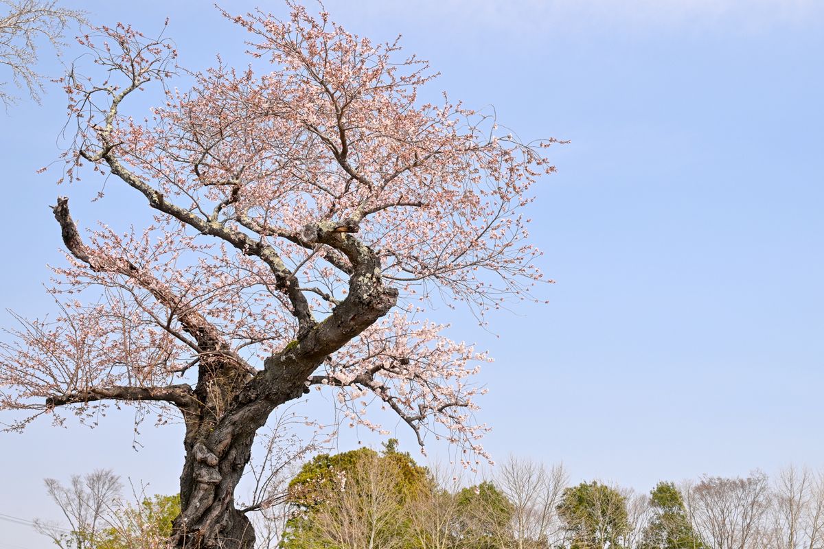 大野幼稚園跡地の桜