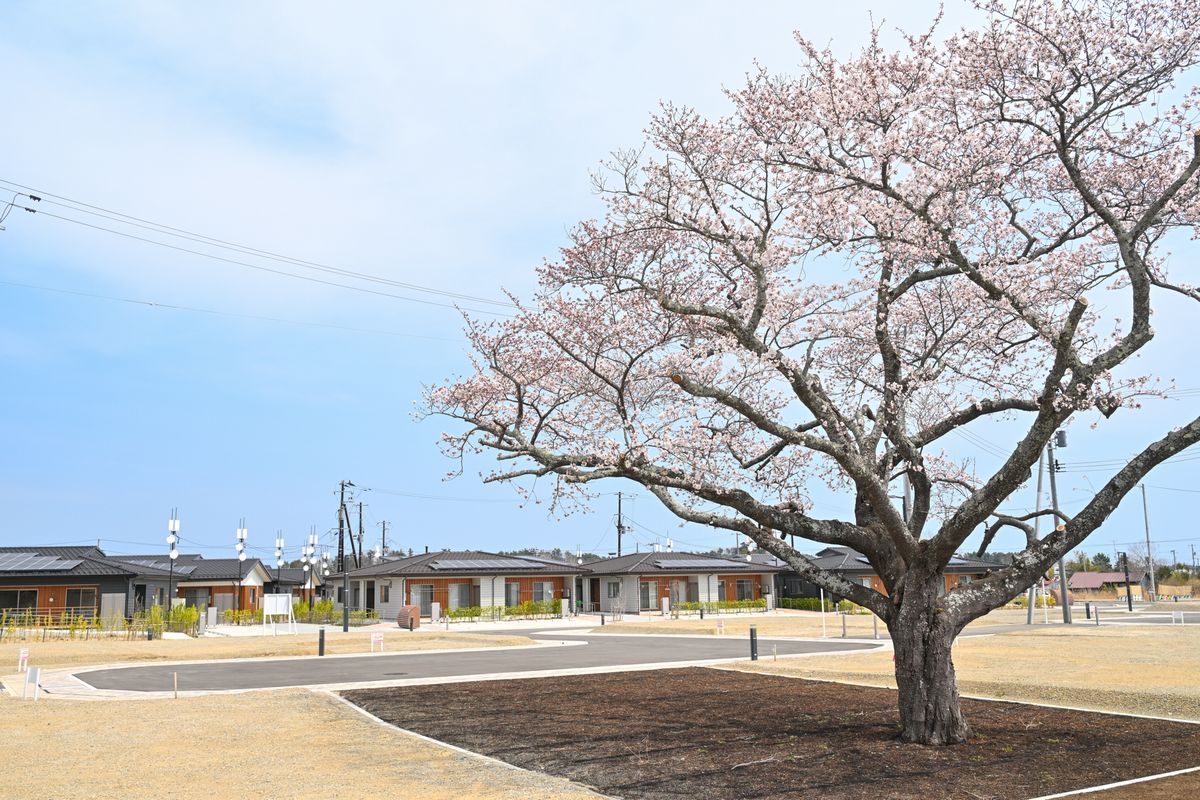 大野南住宅の憩いの場となる桜