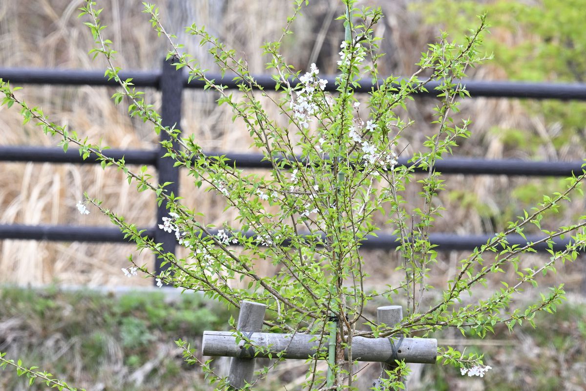 植樹から一年が経ったきぼうの桜
