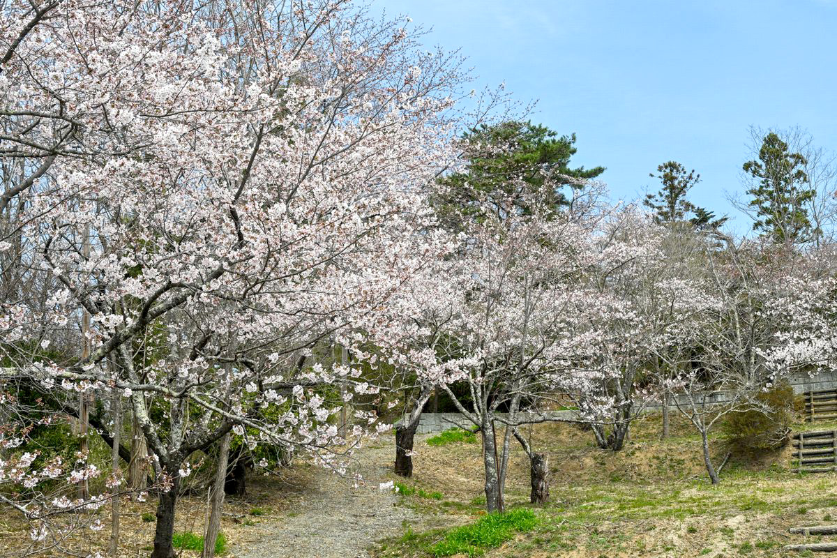 今年も大熊町内に桜の花が咲き誇りました。写真は整備が完了した大野公園の桜