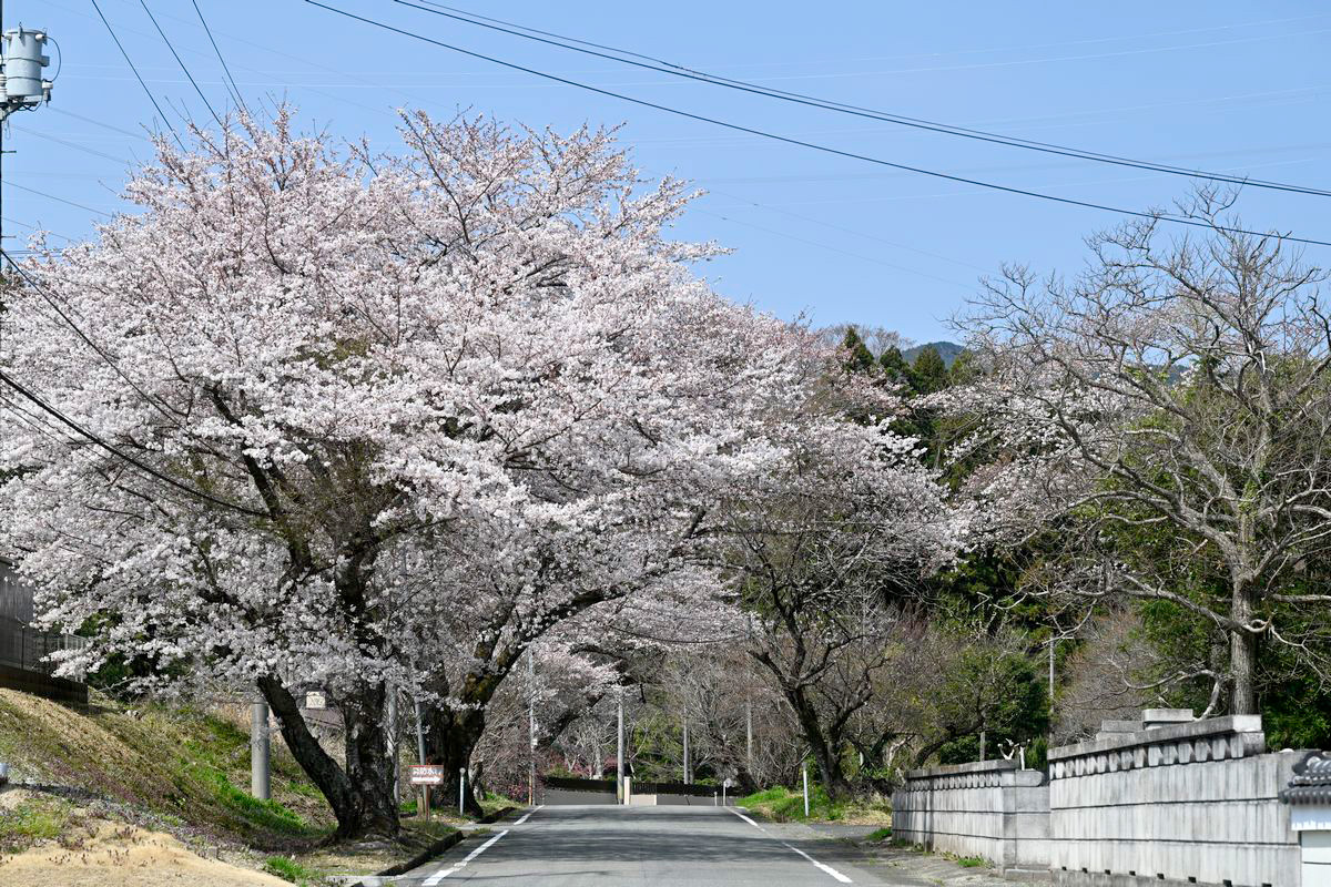 35号線から坂下ダム方面に向かう道沿いには桜の木が多く美しい花を咲かせています。