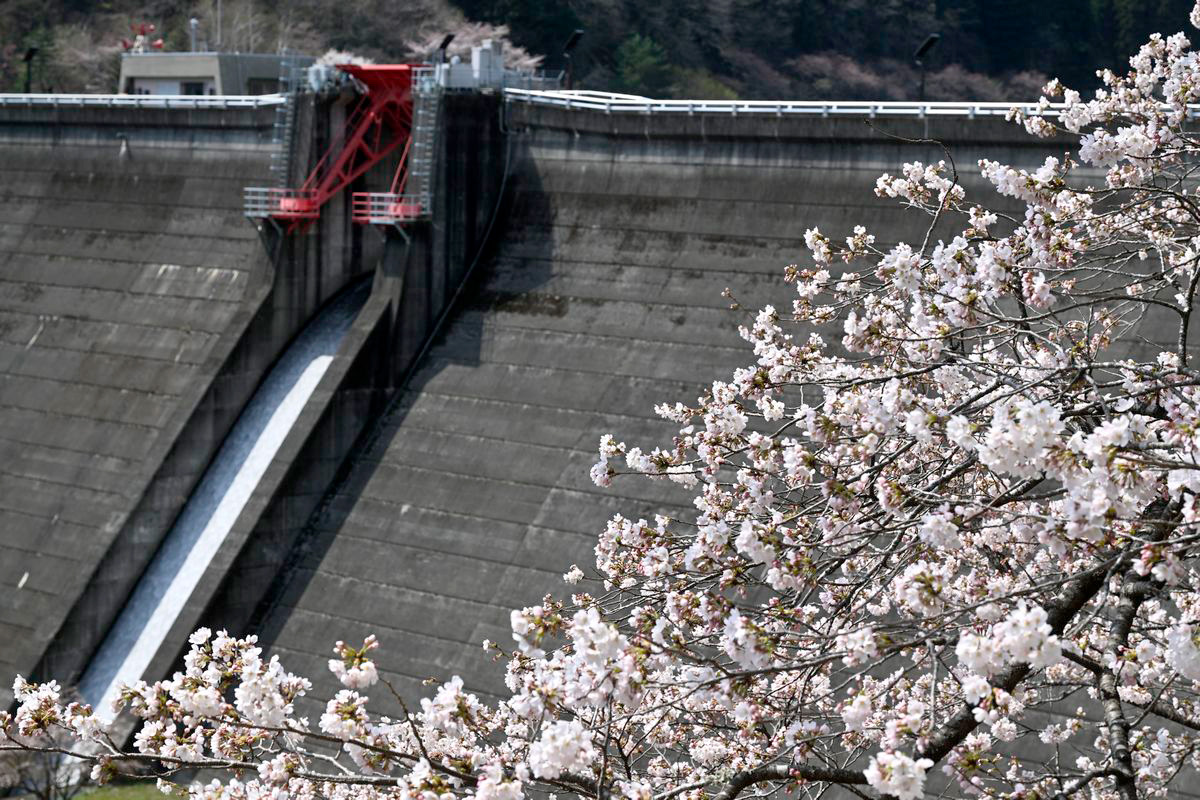 ダムの堤体を見つめる桜