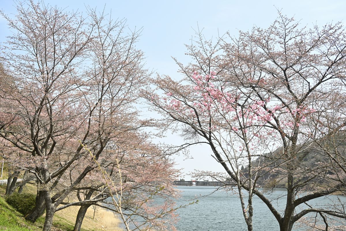 ダム湖を見渡す桜