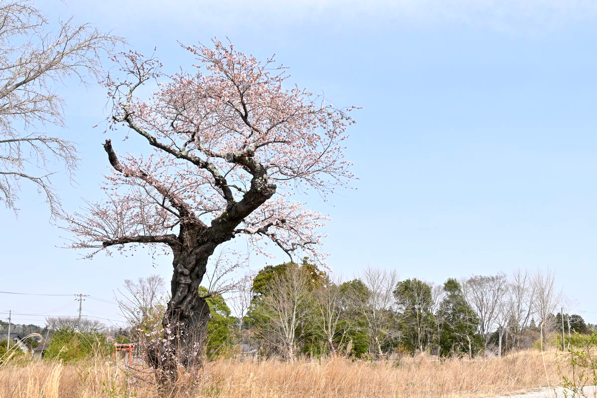 大野幼稚園跡地の桜