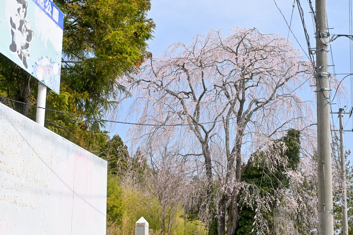 国道288号丁字路から見える桜