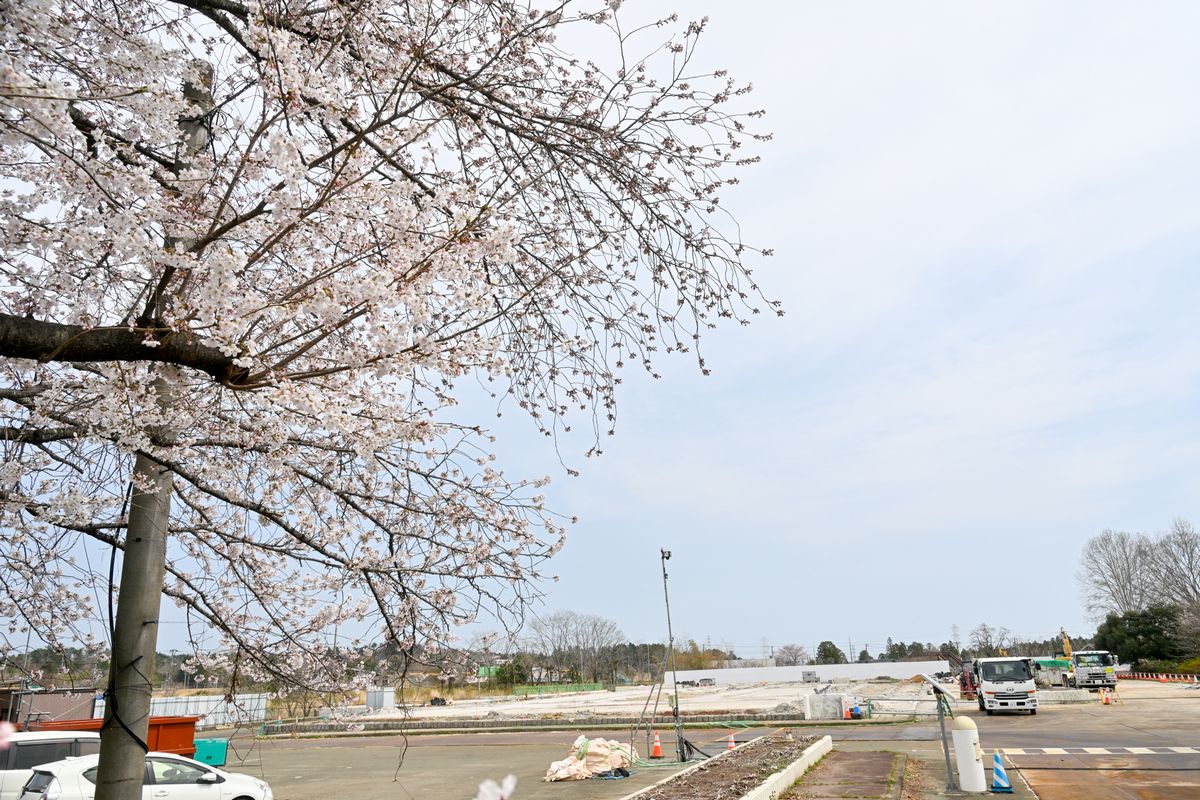 旧役場庁舎の解体工事を見守る桜