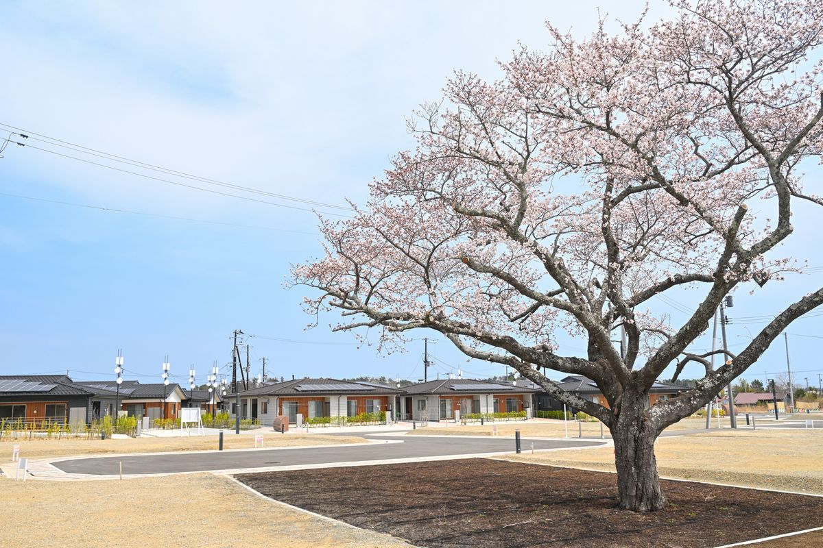 大野南住宅の憩いの場となる桜