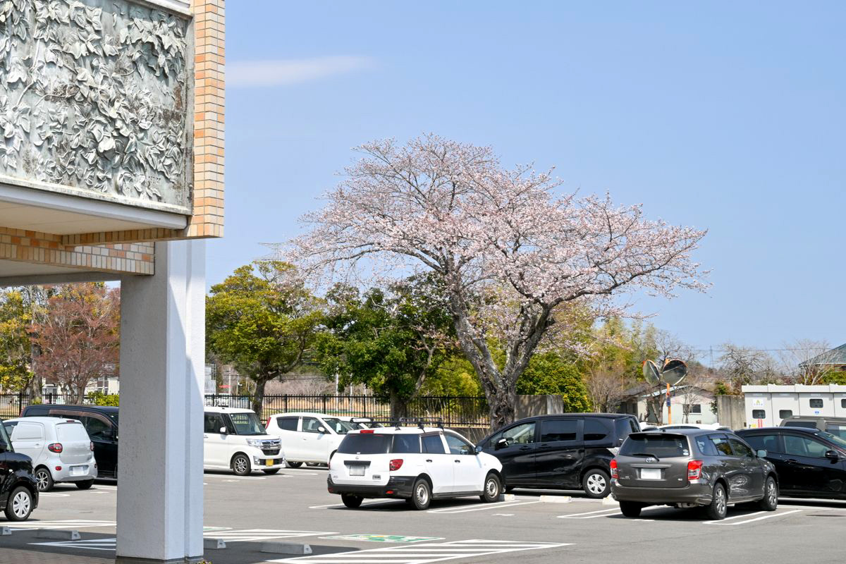 大熊インキュベーションセンターで来館者を迎える桜