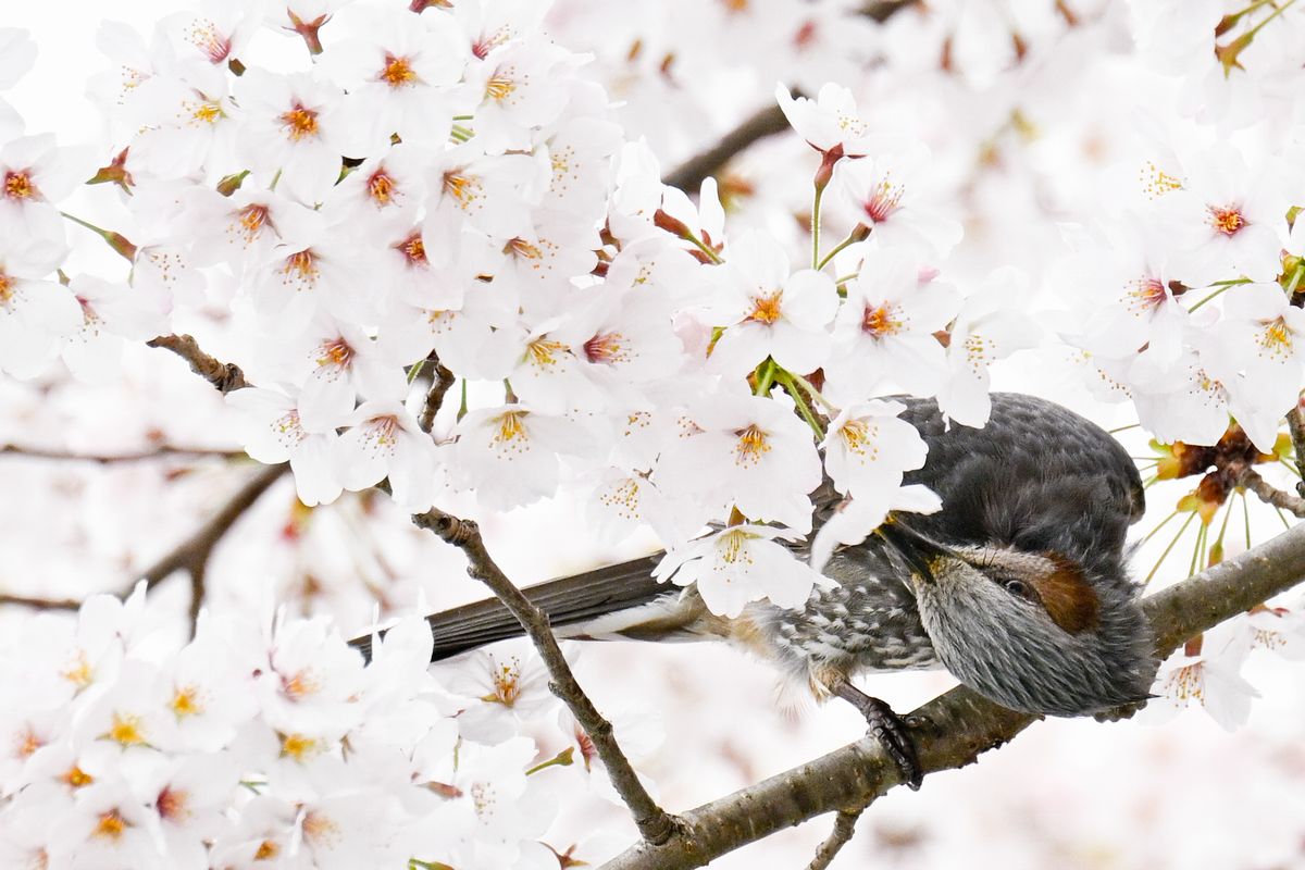 大川原の坂下ダム入口交差点で撮影した一枚。お昼時にヒヨドリが桜の蜜を器用に吸っていました。